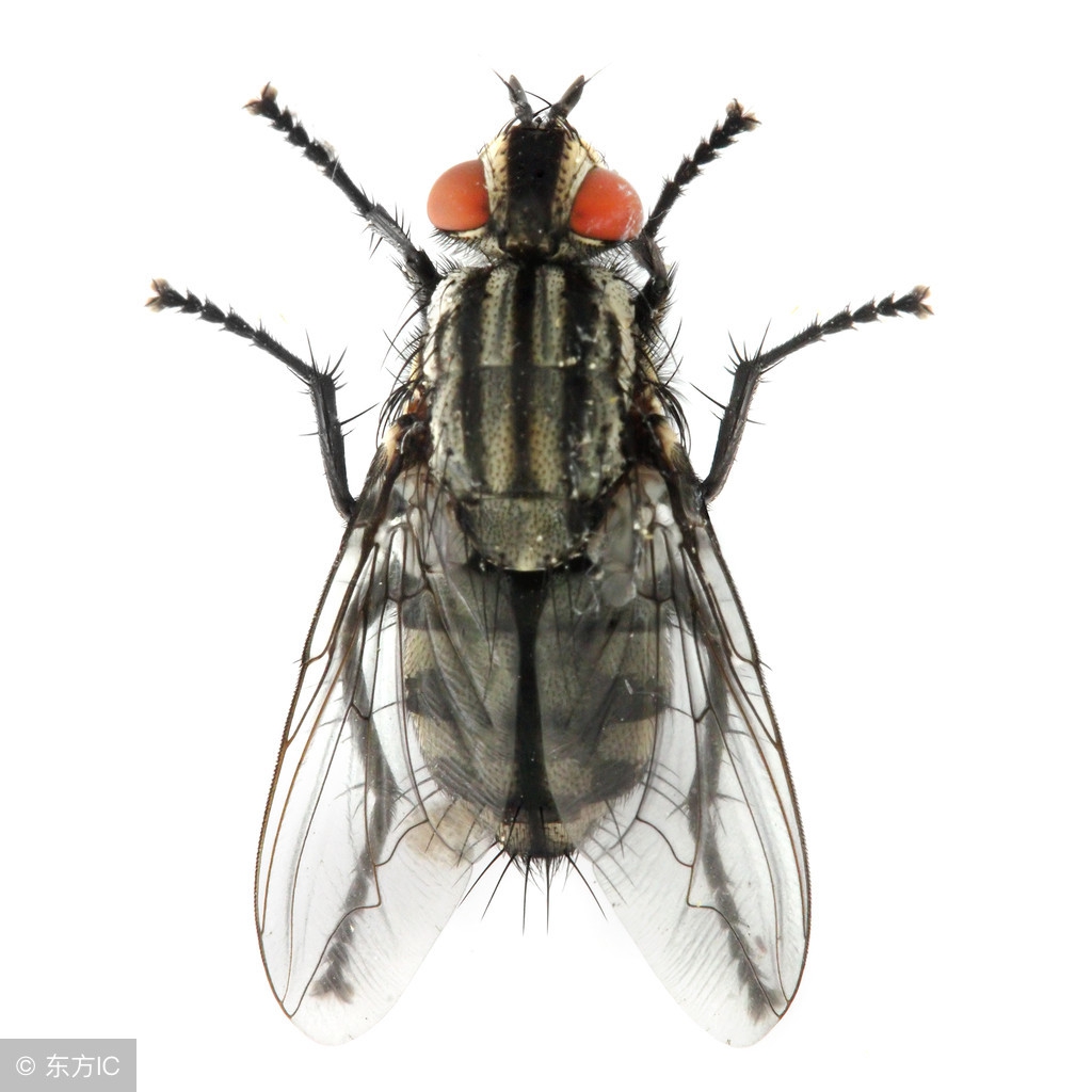 细菌性小儿痢疾症状和治疗,预防细菌性痢疾的措施哪个为重点