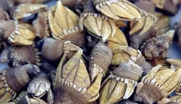 贝壳类海鲜最好吃有哪些,18款海鲜菜品分享给大家