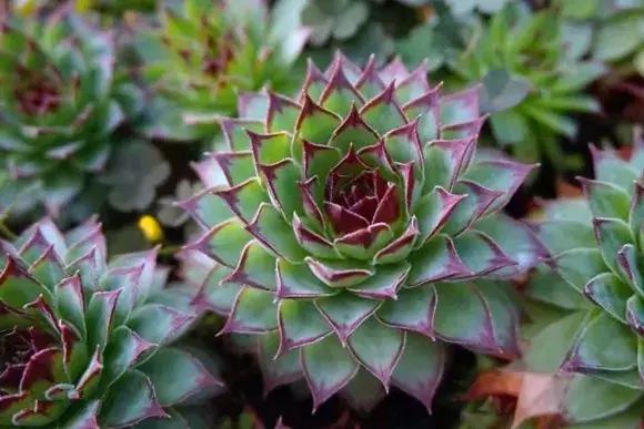 春来花自青秋至叶飘零原文解释,春来花自青秋至叶飘零出自哪里