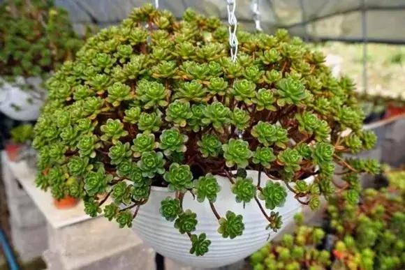 春来花自青秋至叶飘零原文解释,春来花自青秋至叶飘零出自哪里