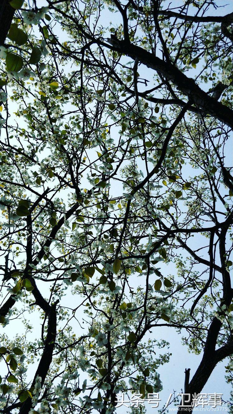 卫辉鲤鱼村道路两侧的千娇百媚……