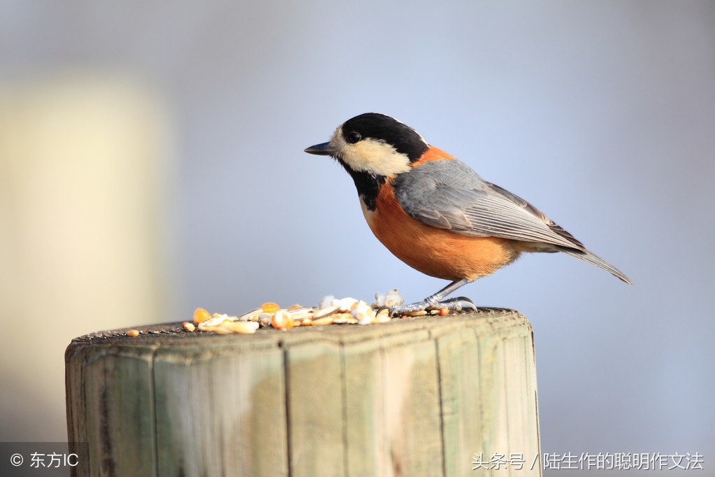 陆生作文写作视频,陆生作文完整版