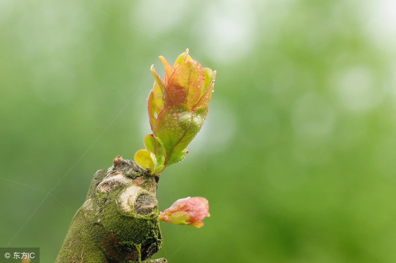 栽了几年的果树不长是什么原因呢,果树发芽后又枯萎是怎么回事