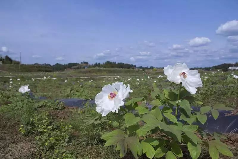 潼南赏花攻略全集,重庆赏花好去处潼南花岩梨花海
