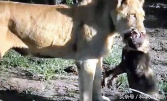 平头哥发怒起来很无敌,平头哥被激怒