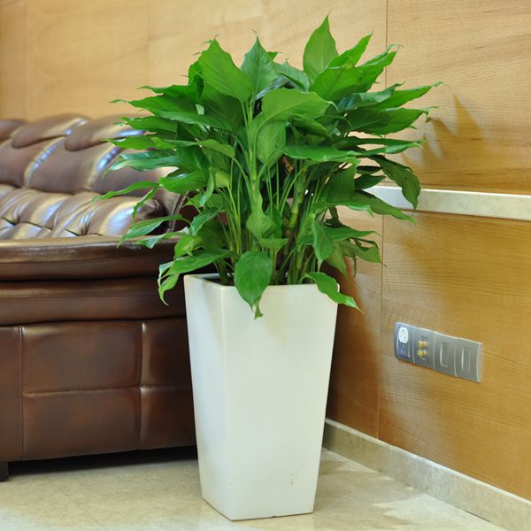 室内养平安树有黄叶怎么办,平安树得了叶斑病怎样修剪