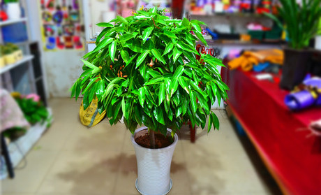 室内养平安树有黄叶怎么办,平安树得了叶斑病怎样修剪