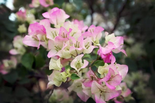 三角梅叶子卷起来怎么办,三角梅叶子变色卷曲褶皱