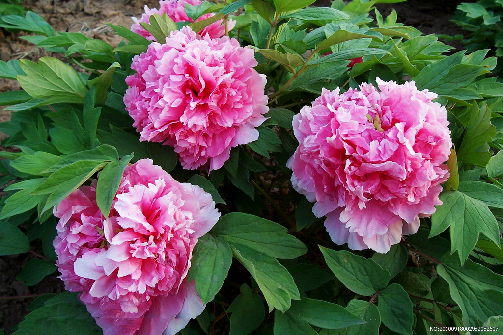 牡丹真国色花开时节动京城谁写的,花开时节动京城唯有牡丹真国色