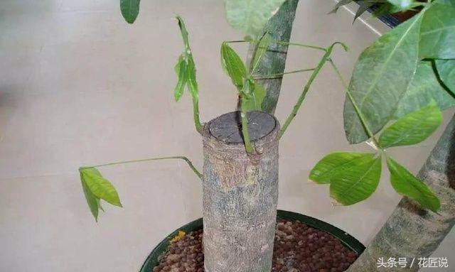多菌灵给烂根发财树浸泡消毒配比,烂根的发财树怎样快速生根