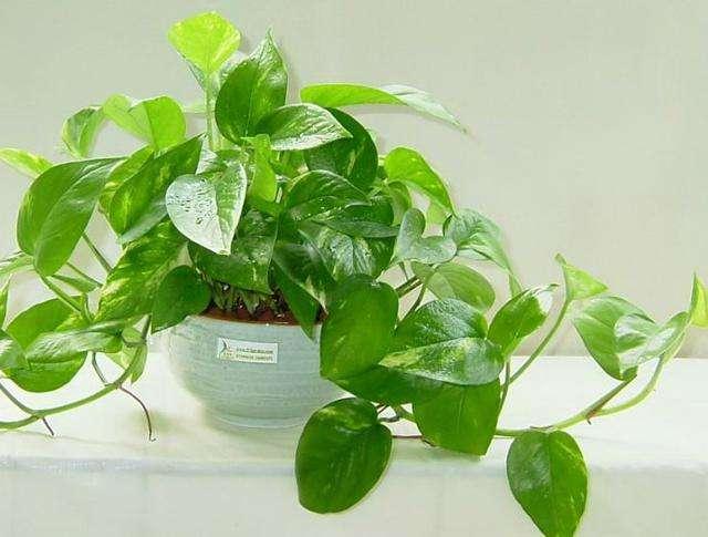 盆栽绿萝变大盆绿萝,绿萝怎么养才会爆盆