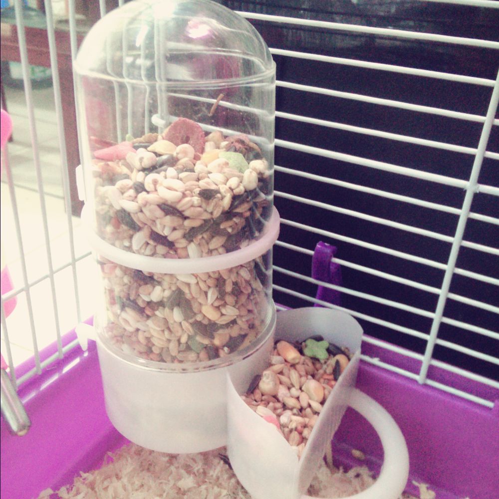 仓鼠可爱瞬间把人萌得要命,仓鼠萌到可以多可爱