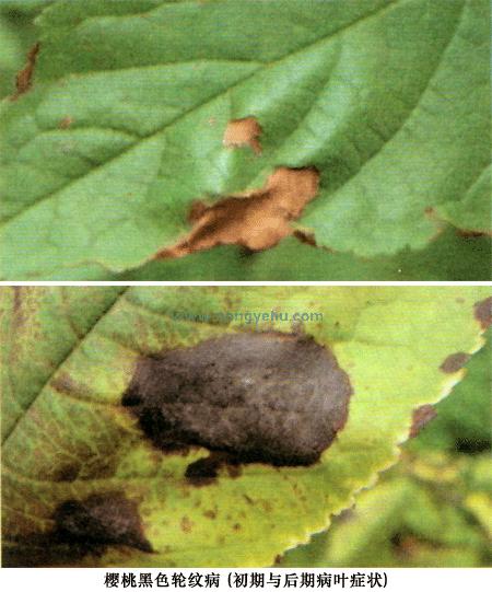 樱桃斑点落叶病害,樱桃灰霉病果实图片