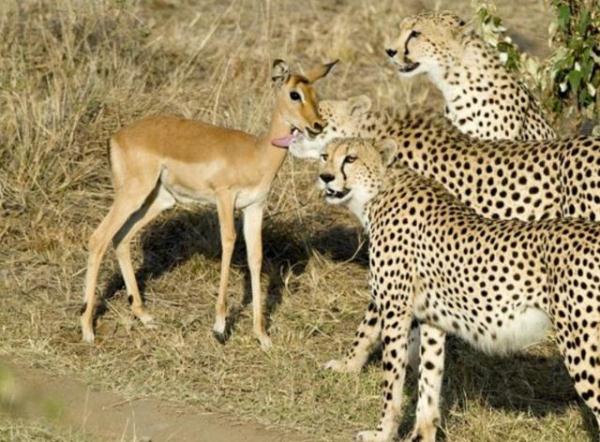 小小羚羊被猎豹抓,小羚羊刚出生被猎豹抓住