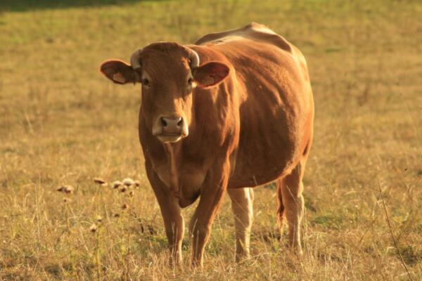 养殖奶牛多少钱一头,好奶牛多少钱一头2020年奶牛价格