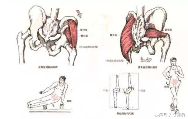 ki健身完整视频,骨盆解剖及功能训练txt