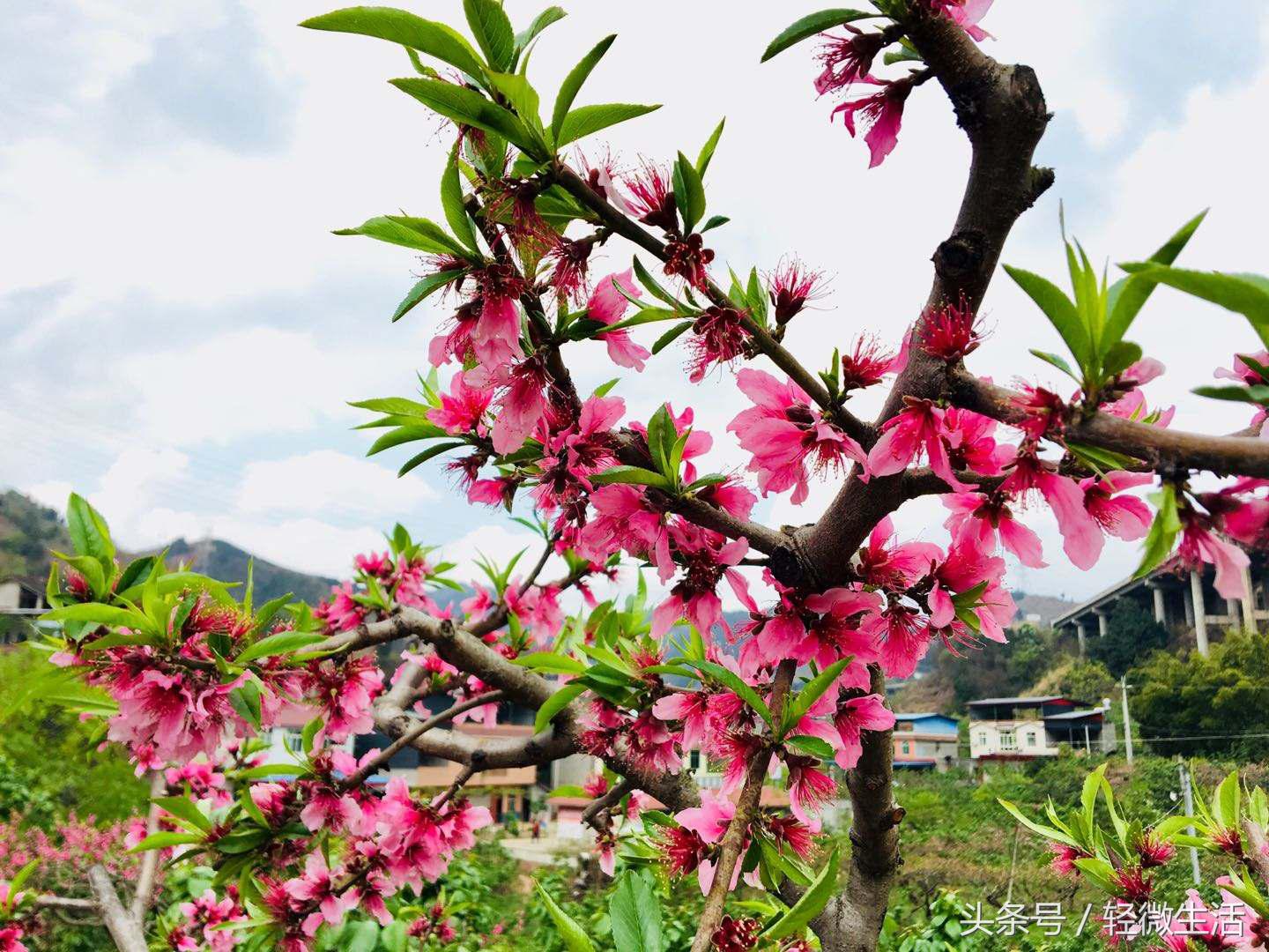 骑记：桃花十里，只取其一