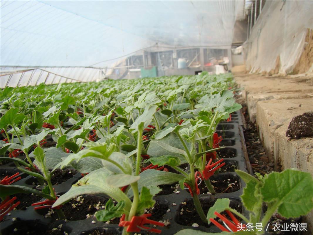 西瓜移栽前2到4叶时要不要施追肥,露天西瓜秧苗移栽后被太阳晒蔫了