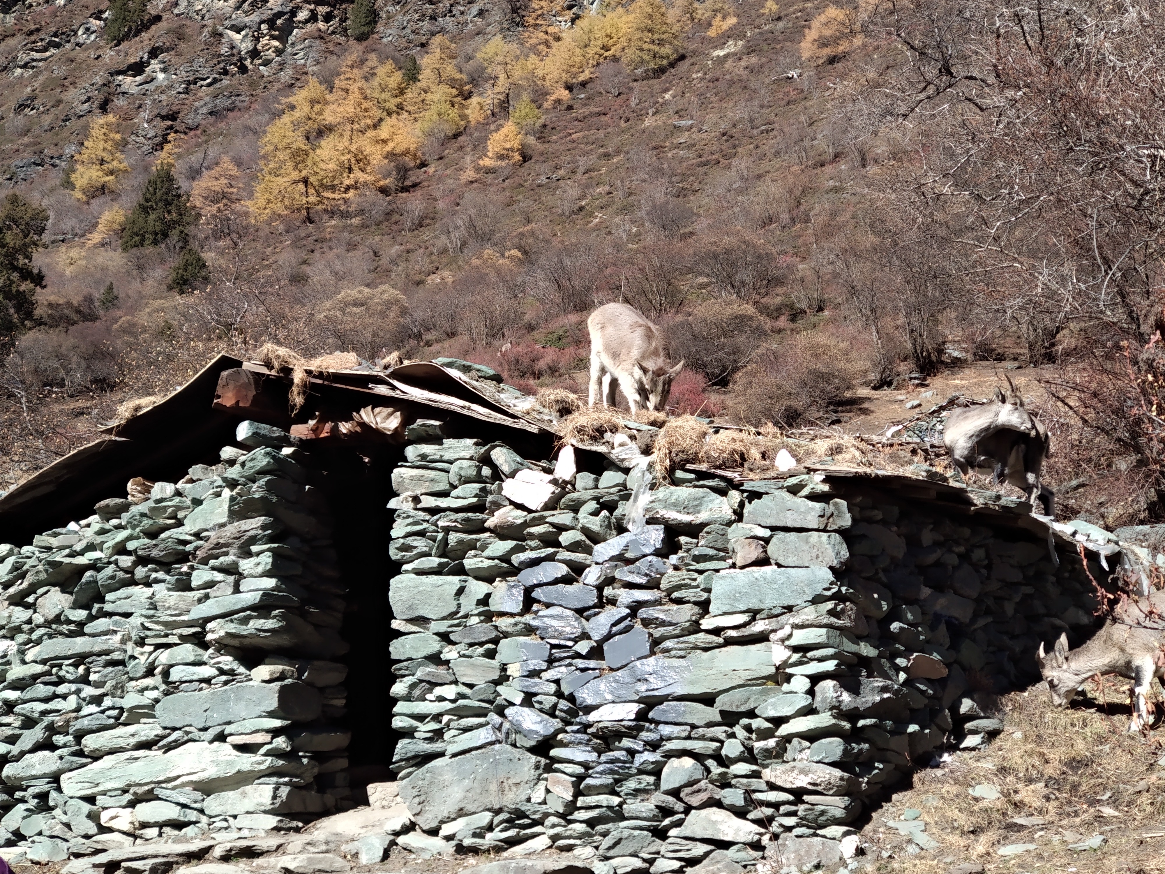 从稻城亚丁回重庆开车推荐路线,重庆到稻城亚丁开什么车最好