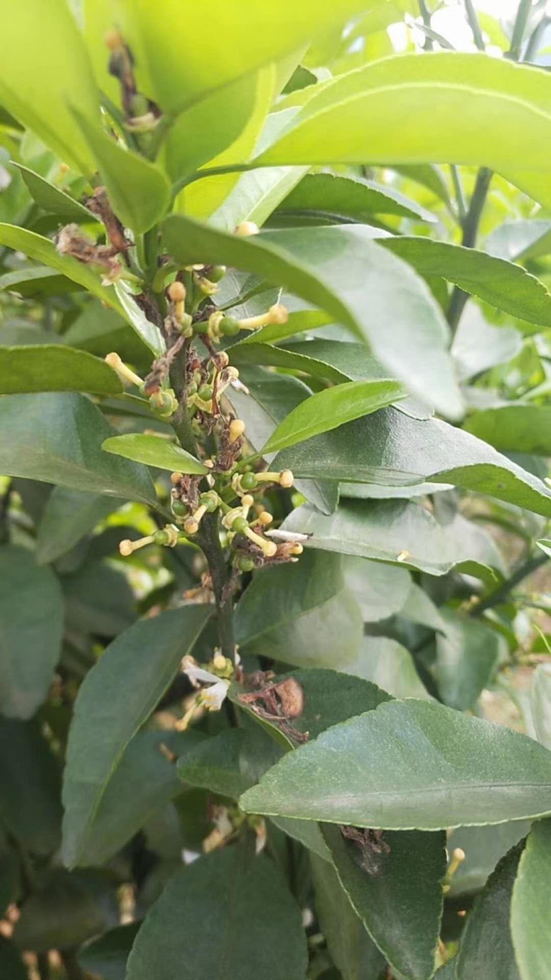 怎么防治柑橘灰霉病,柑橘灰霉病防治有诀窍