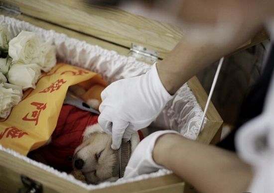 宠物火化费用一览表,宠物殡葬火化车