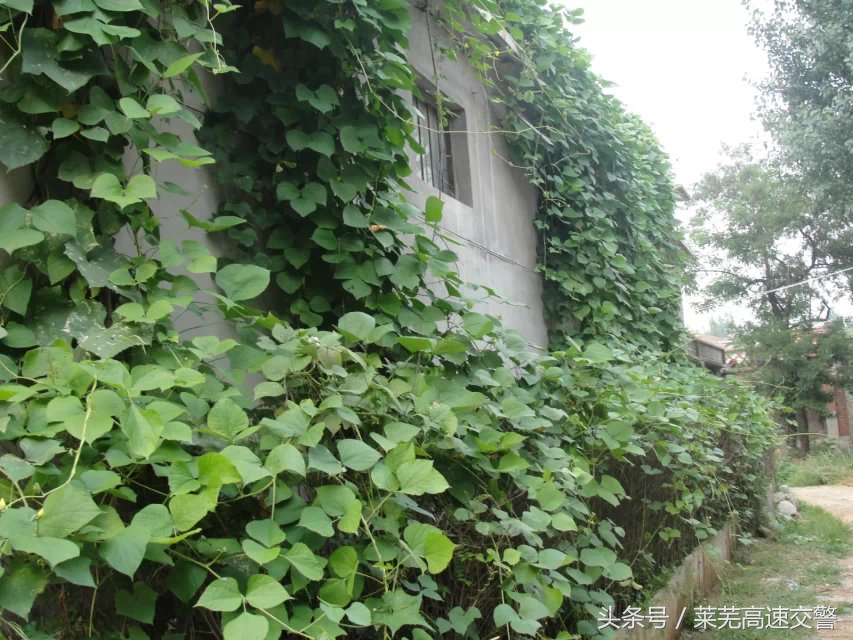 清明游莱芜莲花山,莱芜旅游十大必去景点