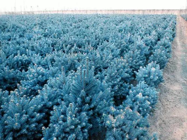 种植什么苗木最有潜力,现在什么苗木品种有潜力好