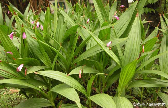 白芨药材性状,白芨图片用途与疗效