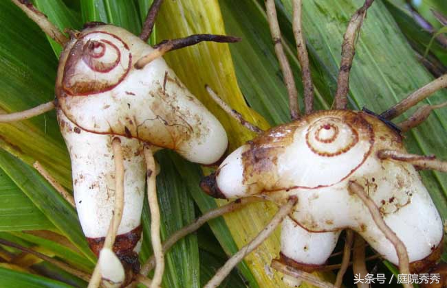白芨药材性状,白芨图片用途与疗效
