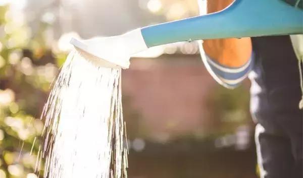 花卉栽不活怎么办,花卉枯萎怎么补救