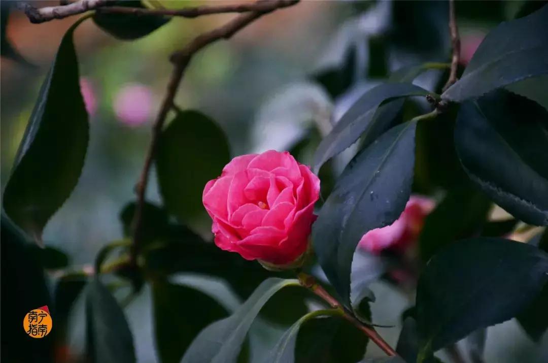 金花茶公园景点,走进金花茶公园