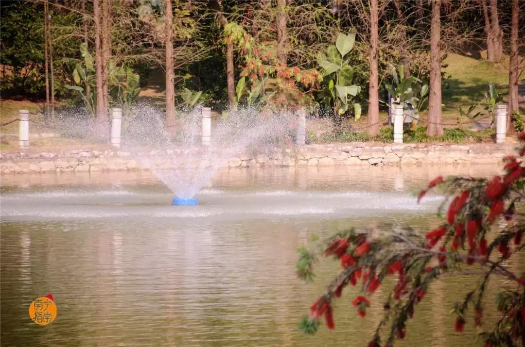 金花茶公园在什么地方,金花茶公园最新消息