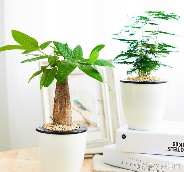 绿萝是否真的有除甲醛的效果,绿萝能除甲醛吗甲醛最怕三个克星