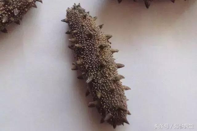 发泡的海参三四天表面变滑,海参泡发还是干的好