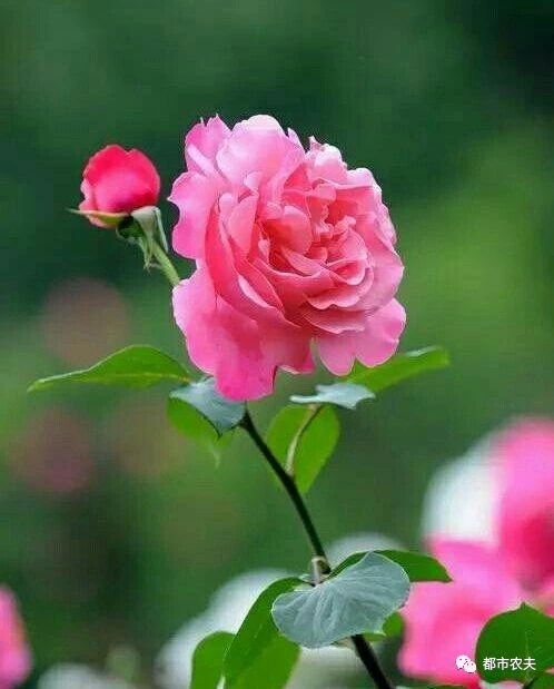 哪些国家的国花是牡丹,为什么中国的国花是牡丹