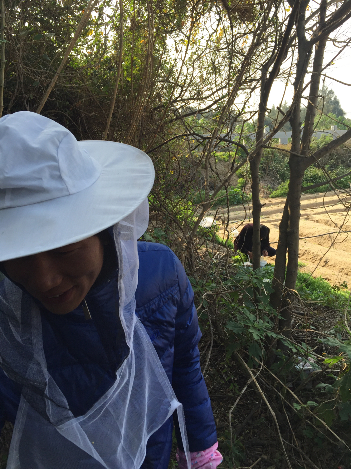 收蜂绝招,收蜂绝招视频大全