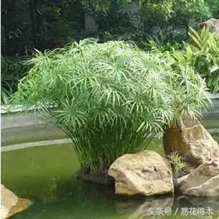 盆景富贵竹叶子发黄怎么救,水培棕竹叶片发黑干枯怎么解救