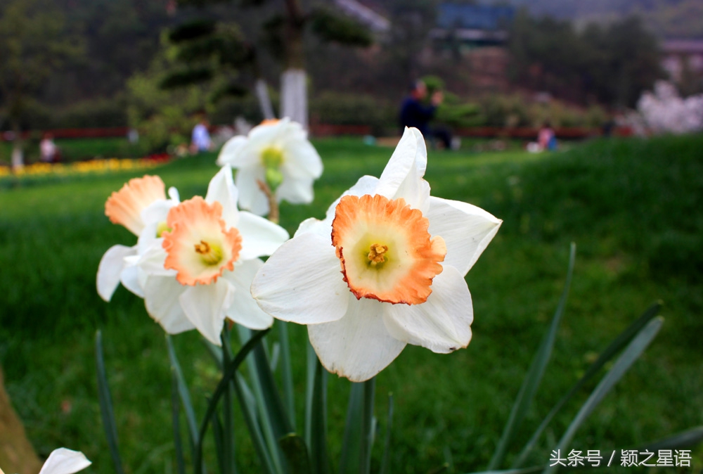 宁波植物园樱花最佳拍摄,花花世界桃博园