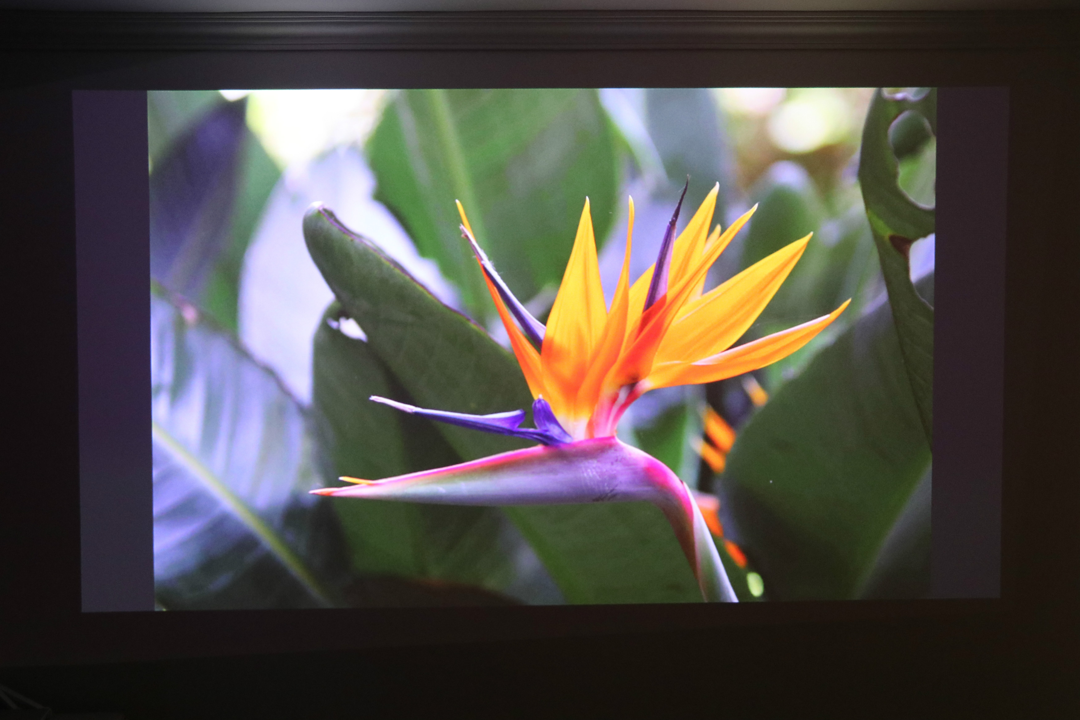 神画f1投影仪多少钱,神画f1开箱