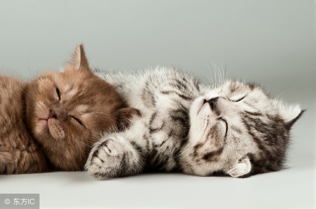 睡觉的时候猫咪总是吵醒我怎么办,猫咪老是上我床睡觉是怎么回事