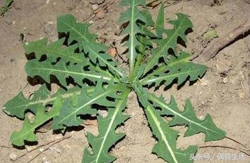 天然的野菜真好吃,天然野菜