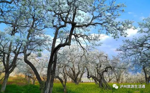 你绝对没见过的石头,你绝对没见过的象牙山
