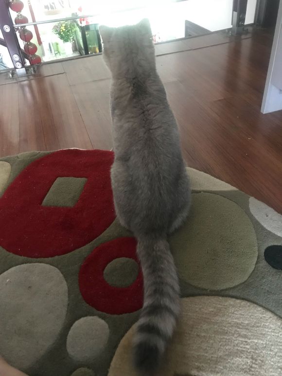 刚买的英短猫不幸得了猫瘟，一天500元的住院费用，只因不忍放弃