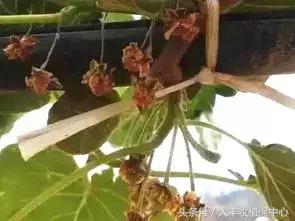 今年猕猴桃授粉的时间,今年猕猴桃受天气影响偏小