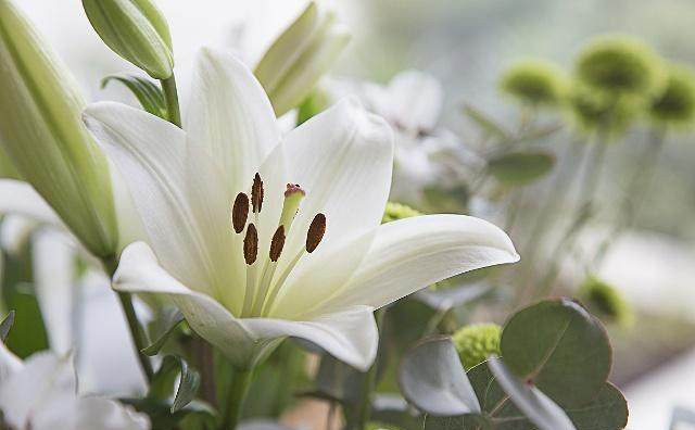 这些东西轻松降尿酸痛风不来扰,痛风不要怕这两味药轻松降尿酸