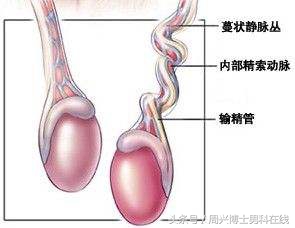 蛋蛋的忧伤原版,蛋蛋的忧伤拳击版