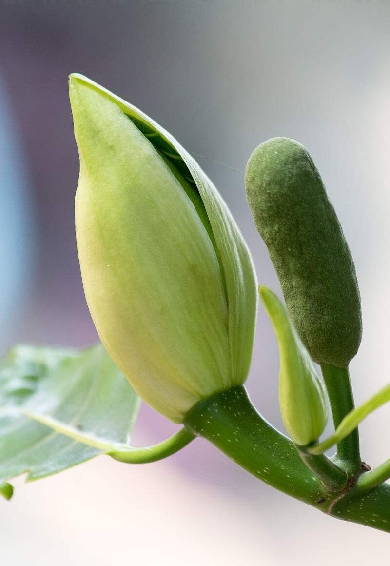 海南菠萝蜜怎么来的,海南三亚菠萝蜜成熟季节