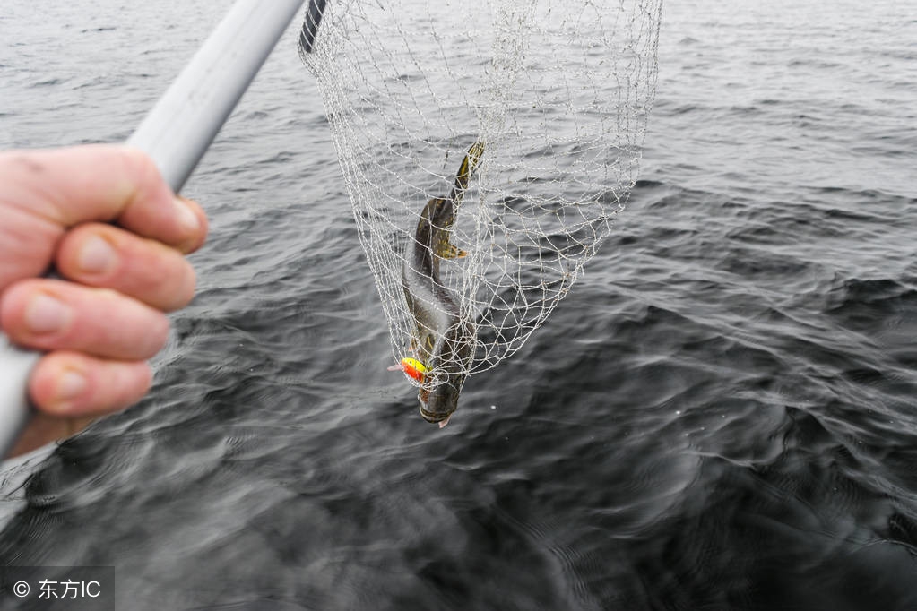 黑坑新手钓鱼入门基本知识,良心黑坑钓友分享钓鱼技巧