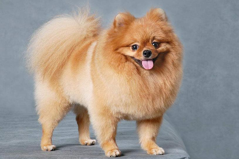 关于博美犬的习性,博美犬饲养照顾全攻略轻松掌握