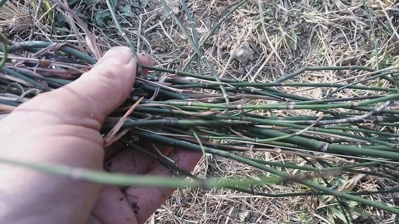 这种植物在农村全身是宝,农村常见却不为人知小植物作用大